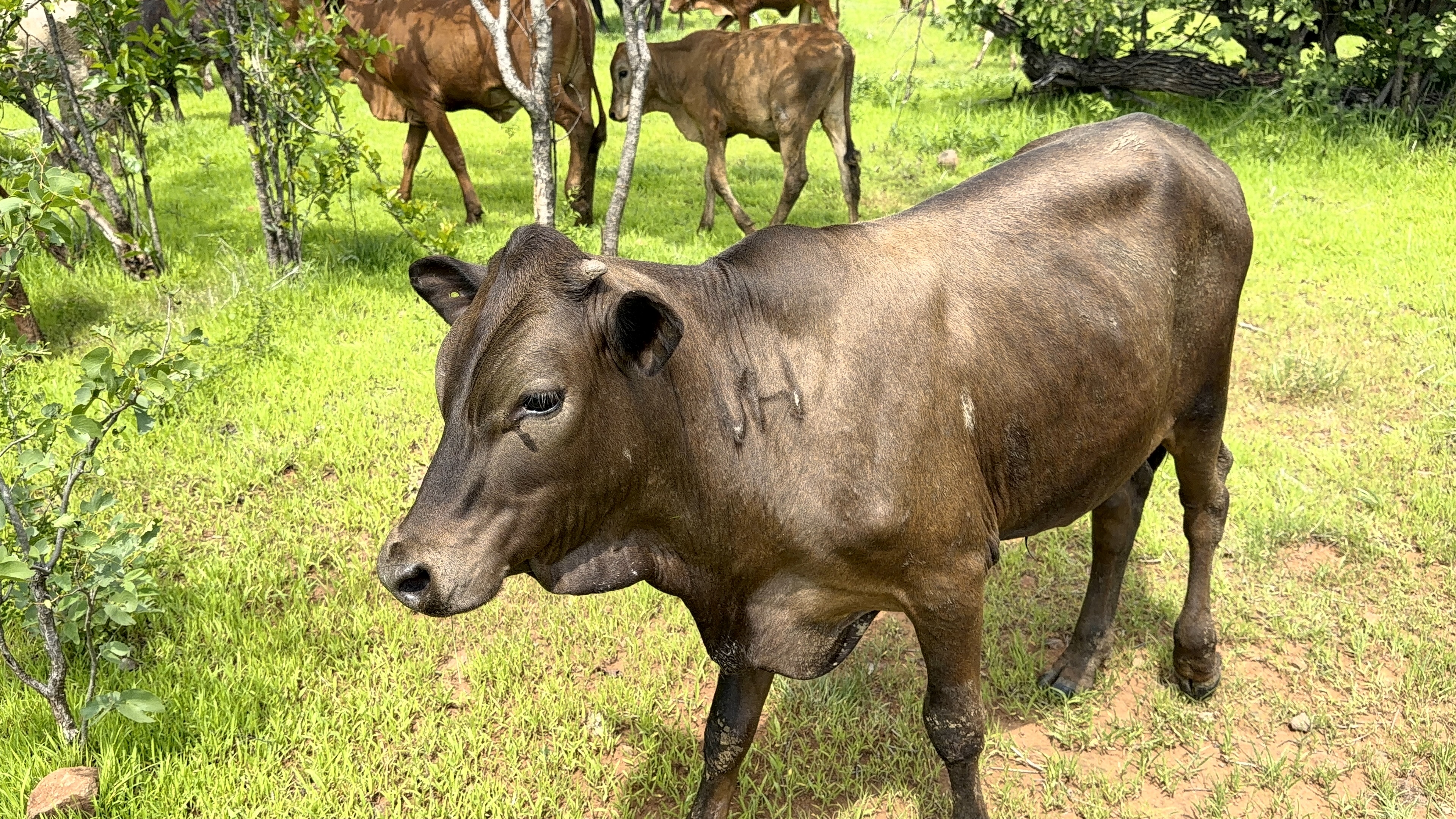 African Rangelands | Community-led rangeland restoration in Africa
