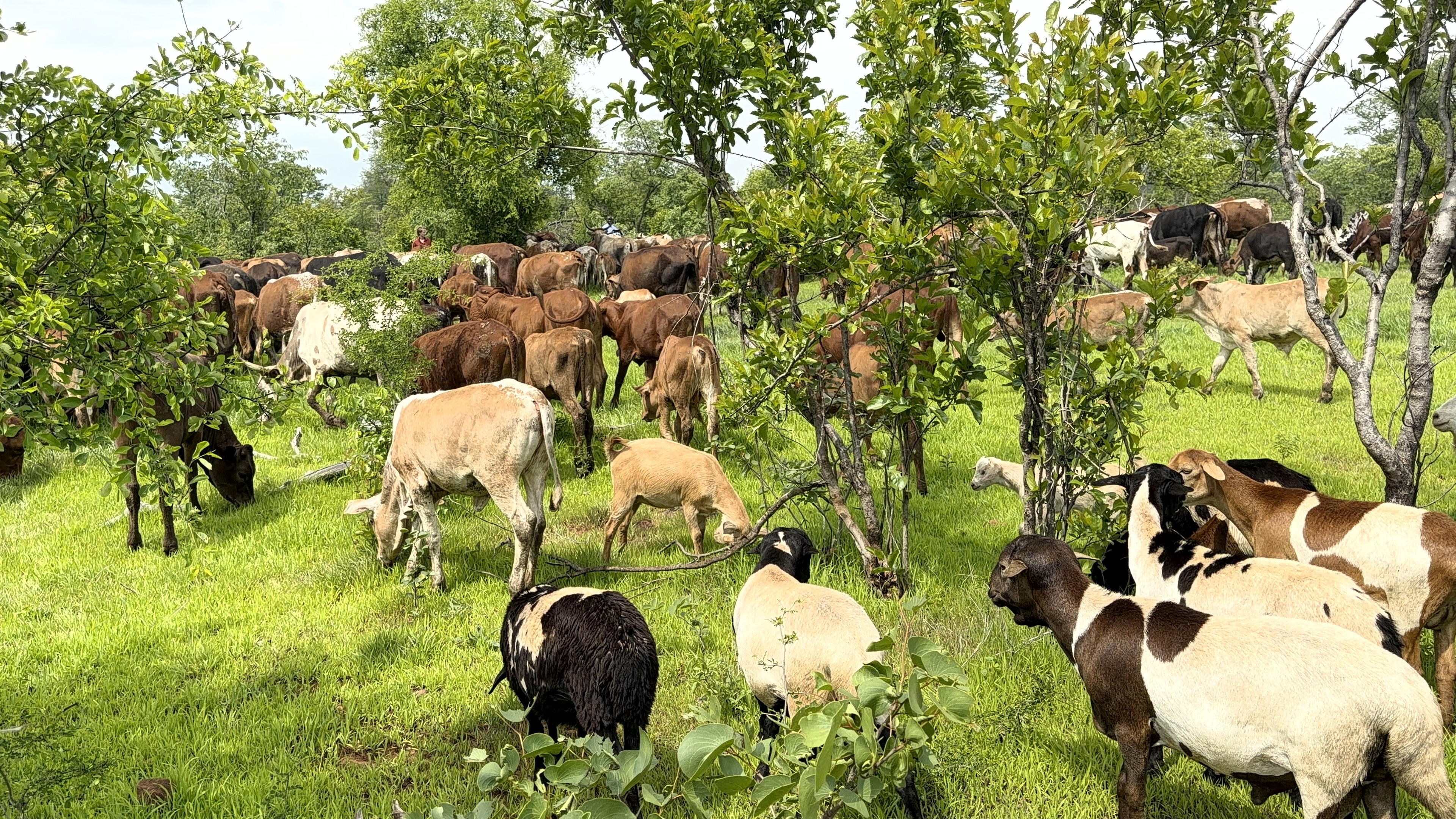 African Rangelands | Community-led rangeland restoration in Africa