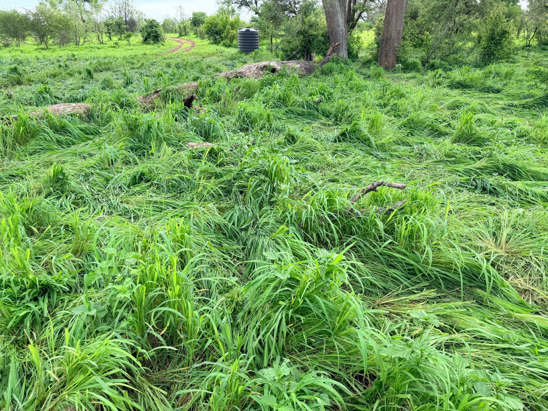 African Rangelands | Community-led rangeland restoration in Africa