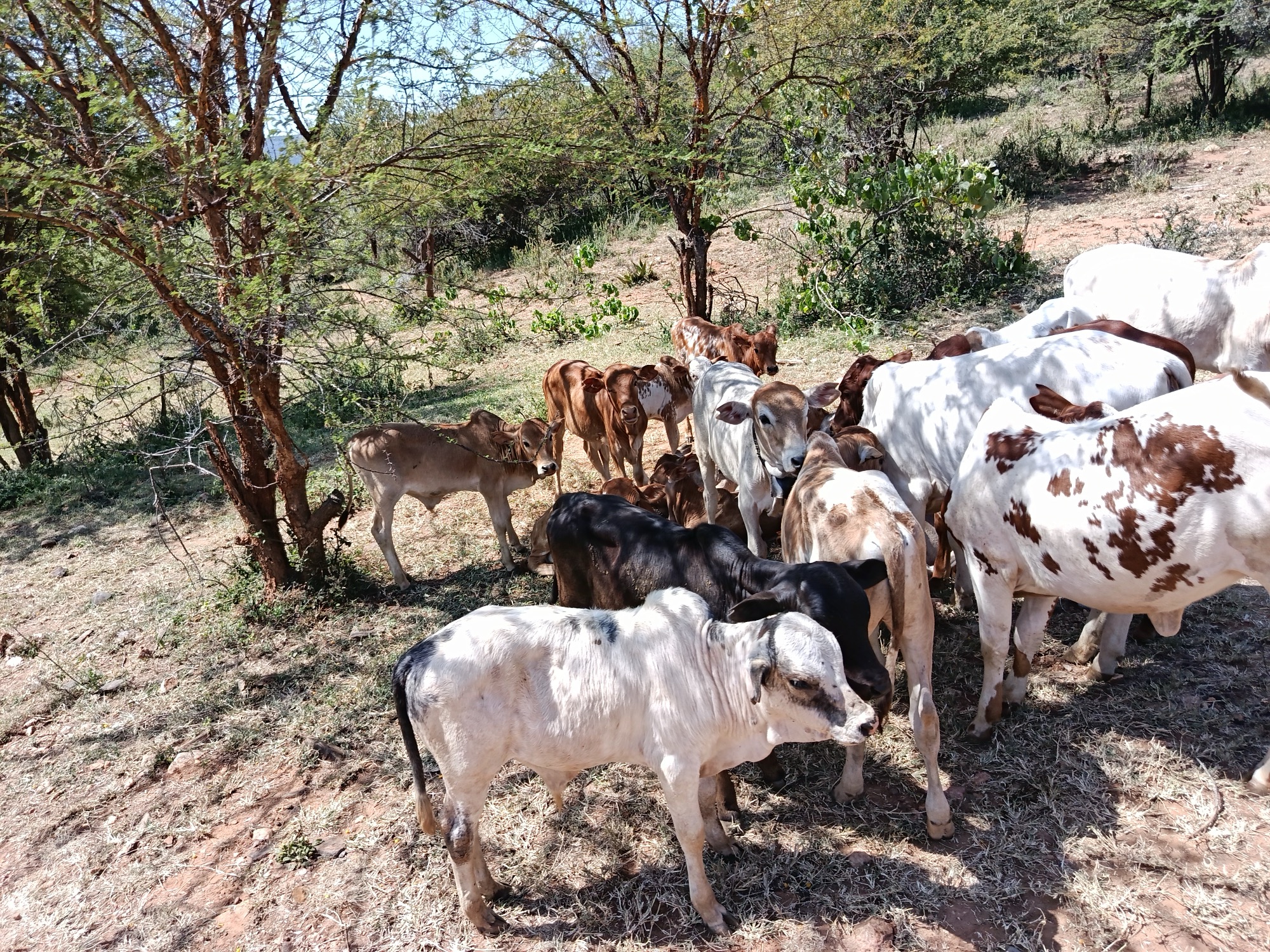 African Rangelands | Community-led rangeland restoration in Africa