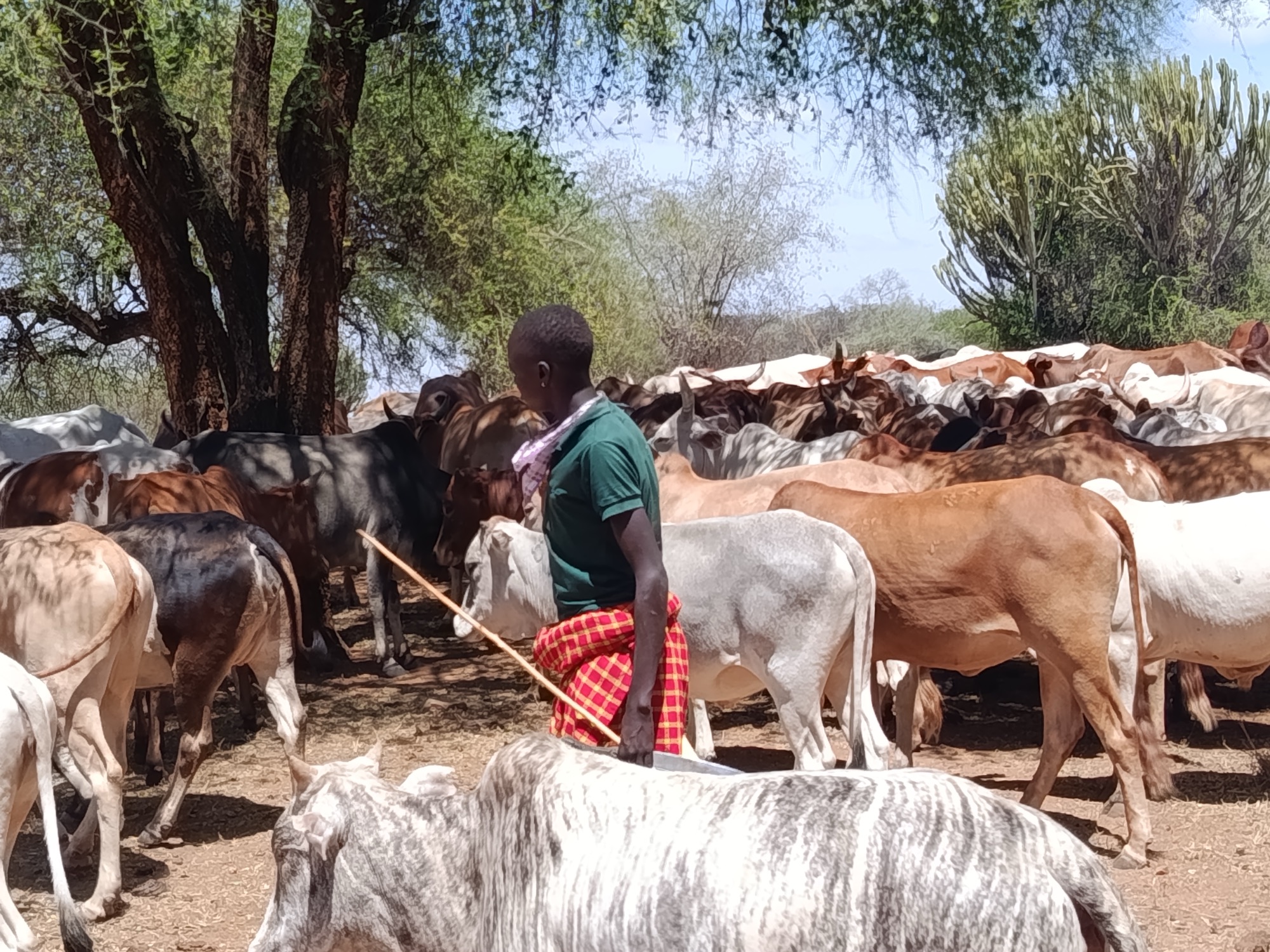 African Rangelands | Community-led rangeland restoration in Africa